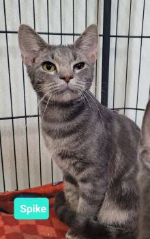 Rescue Domestic Short Hair Cats for Adoption in Richmond, Indiana - Spike | PetCurious