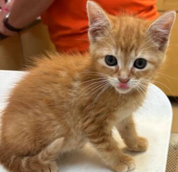 MONICA -  Domestic Short Hair Cat for Adoption in Elizabethton, Tennessee - MONICA | PetCurious