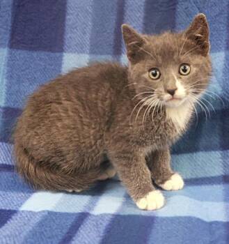 Rumi -  Domestic Short Hair Cat for Adoption in Thief River Falls, Minnesota - Rumi | PetCurious