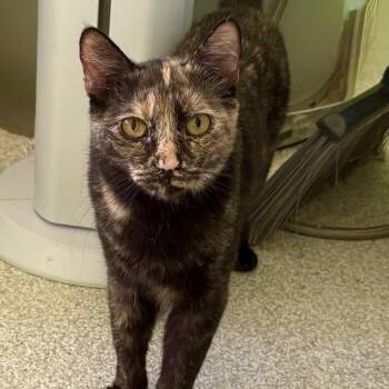 Gilda -  Domestic Short Hair Cat for Adoption in Mt. Juliet, Tennessee - Gilda | PetCurious