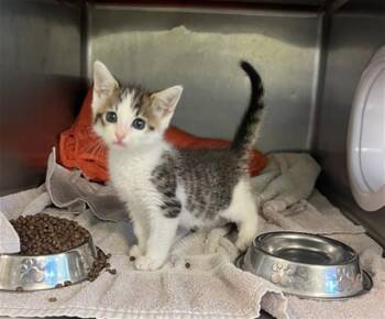 TINKERBELL -  Domestic Short Hair Cat for Adoption in Rancho Cucamonga, California - TINKERBELL | PetCurious
