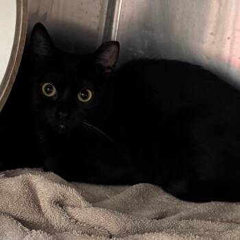 Jade -  Domestic Short Hair Cat for Adoption in Titusville, Florida - Jade | PetCurious