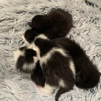 Domestic Short Hair Cats Available for Adoption in Dekalb, Illinois - Shenandoah | PetCurious