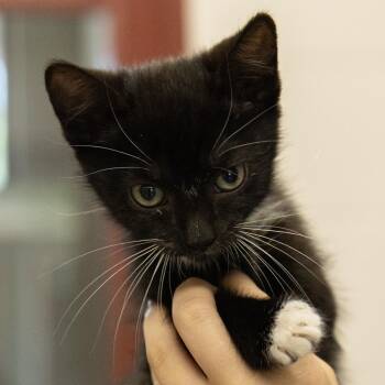 Domestic Short Hair Cats Available for Adoption - Derpy | PetCurious