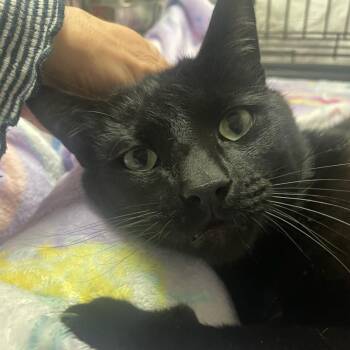 Bombay Cats Available for Adoption in Maple Shade, New Jersey - Sonar | PetCurious