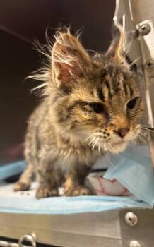 Domestic Medium Hair Cats Available for Adoption in Vancouver, Washington - Cheesestick | PetCurious