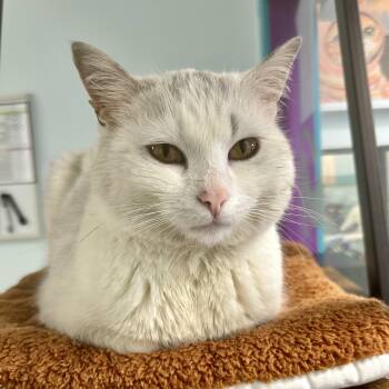 Domestic Short Hair Cats Available for Adoption in Grand Rapids, Michigan - Lady | PetCurious