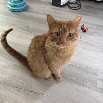 Domestic Short Hair Cats Available for Adoption in Warrington, Pennsylvania - Lawn Mower | PetCurious