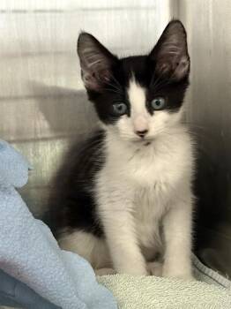 TAHITI -  Domestic Short Hair Cat for Adoption in Fremont, California - TAHITI | PetCurious