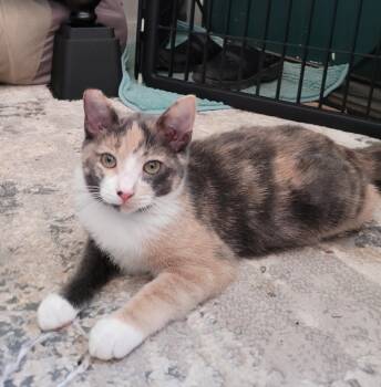 Rescue Domestic Short Hair and Dilute Calico Cats for Adoption in San Jose, California - Tabitha | PetCurious