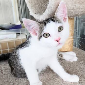 Pringle -  Domestic Short Hair Cat for Adoption in Villa Park, California - Pringle | PetCurious