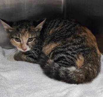 Luna -  Domestic Short Hair Cat for Adoption in Gainesville, Florida - Luna | PetCurious