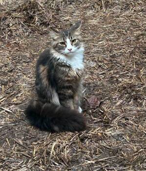 Yakko -  Domestic Long Hair Cat for Adoption in Salem, West Virginia - Yakko | PetCurious