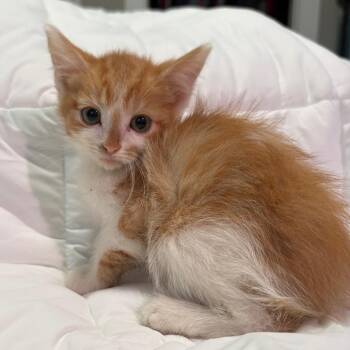 Badonkadonk -  American Bobtail and American Shorthair Cat for Adoption in Greenfield, Indiana - Badonkadonk | PetCurious