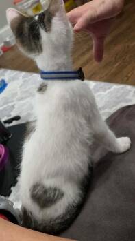 Stitch (aka Corkscrew) -  Domestic Short Hair Cat for Adoption in Chicago, Illinois - Stitch (aka Corkscrew) | PetCurious