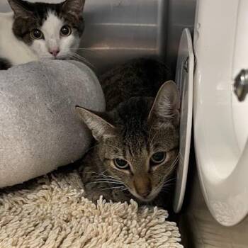 1420-C26 -  Domestic Short Hair Cat for Adoption in Port Charlotte, Florida - 1420-C26 | PetCurious