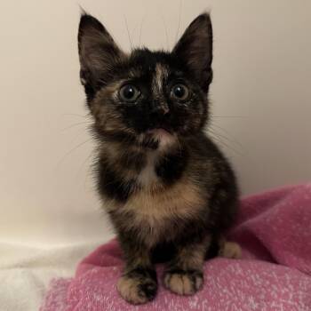 Mocha -  Domestic Short Hair Cat for Adoption in Evansville, Indiana - Mocha | PetCurious