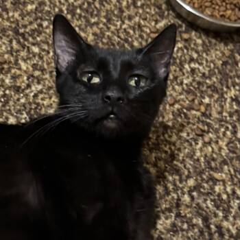 Lovie LS -  Domestic Short Hair Cat for Adoption in Austin, Texas - Lovie LS | PetCurious