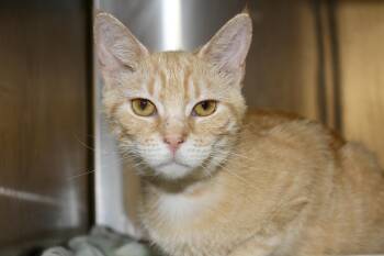 FRISCO -  Domestic Short Hair and Tabby Cat for Adoption in Brazil, Indiana - FRISCO | PetCurious