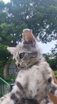 FORD -  Domestic Short Hair Cat for Adoption in San Antonio, Texas - FORD | PetCurious