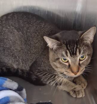 Rescue Domestic Short Hair Cats for Adoption in Tulare, California - Justin | PetCurious