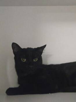 Billie -  Domestic Short Hair Cat for Adoption in Savannah, Georgia - Billie | PetCurious