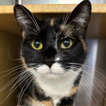 Rescue Domestic Short Hair Cats for Adoption in Cumming, Georgia - Hidey | PetCurious