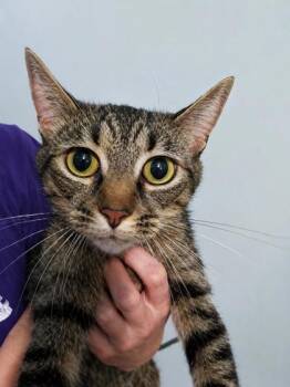 Kira -  Domestic Short Hair Cat for Adoption in Palm Coast, Florida - Kira | PetCurious
