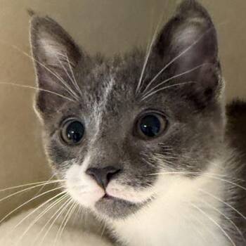 Benny -  Domestic Short Hair Cat for Adoption in Lansing, Michigan - Benny | PetCurious