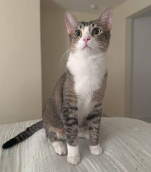 Pixie -  Tabby and Domestic Short Hair Cat for Adoption in Mission Viejo, California - Pixie | PetCurious