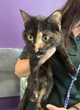 *Tort* -  Domestic Short Hair Cat for Adoption in Salt Lake City, Utah - *Tort* | PetCurious