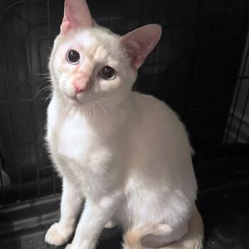 Rescue Domestic Short Hair Cats for Adoption in Houston, Texas - Gunther | PetCurious