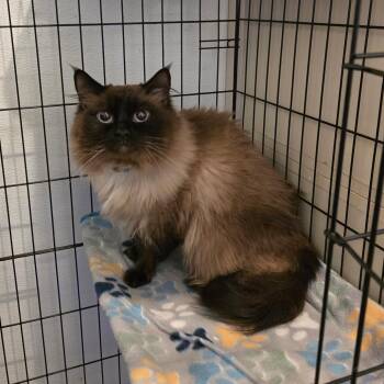 Steve -  Ragdoll Cat for Adoption in Fort Worth, Texas - Steve | PetCurious