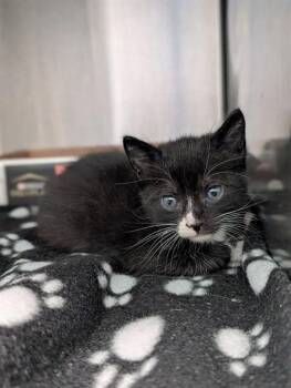 MORRISA -  Domestic Medium Hair Cat for Adoption in Dallas, Texas - MORRISA | PetCurious
