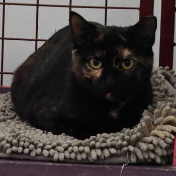 Rescue Domestic Short Hair Cats for Adoption in Byron Center, Michigan - Norry | PetCurious