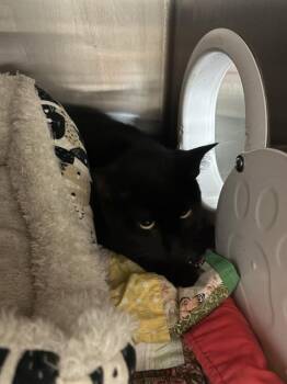 JETT -  Domestic Short Hair Cat for Adoption in Sugar Land, Texas - JETT | PetCurious