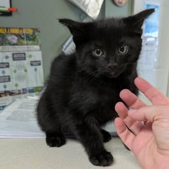 Fudge Brownie -  Domestic Short Hair Cat for Adoption in Greenville, Pennsylvania - Fudge Brownie | PetCurious