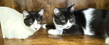 Seeds & Sunni - CCC -  Tuxedo and Domestic Medium Hair Cat for Adoption in San Luis Obispo, California - Seeds & Sunni - CCC | PetCurious