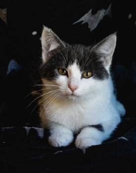 Rescue Domestic Short Hair Cats for Adoption in Alexandria, Virginia - Oogie Boogie | PetCurious