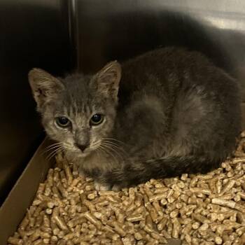 Sonic the Hedgehog 1 -  Domestic Short Hair Cat for Adoption in Westminster, California - Sonic The Hedgehog 1 | PetCurious