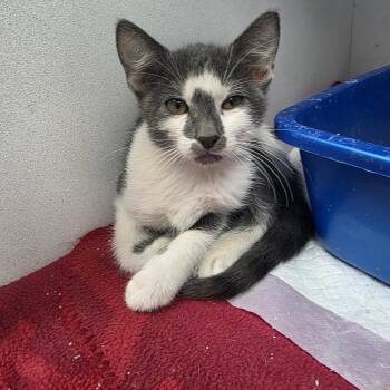 Patches -  Domestic Short Hair Cat for Adoption in Duncan, Oklahoma - Patches | PetCurious