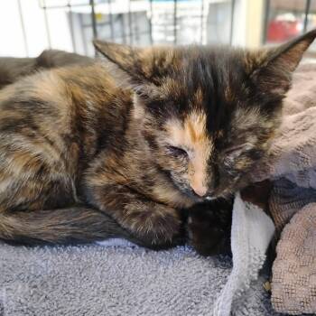 Bixby -  Domestic Short Hair Cat for Adoption in Woodland, California - Bixby | PetCurious