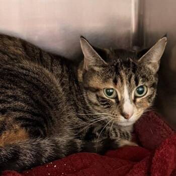 Yellow Tail -  Domestic Short Hair Cat for Adoption in Gloucester, Virginia - Yellow Tail | PetCurious