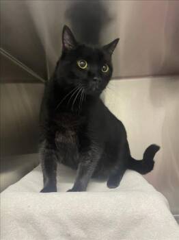 GEORGE -  Domestic Short Hair Cat for Adoption in Derwood, Maryland - GEORGE | PetCurious