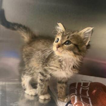 Elsie -  Domestic Long Hair Cat for Adoption in Auburn, Alabama - Elsie | PetCurious