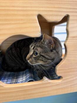 Domestic Short Hair Cats Available for Adoption - Ancla | PetCurious