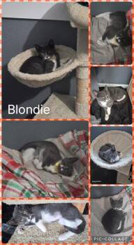 Blondie -  Domestic Short Hair Cat for Adoption in Newberg, Oregon - Blondie | PetCurious