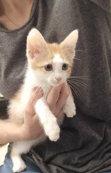 Cosmo -  Domestic Short Hair Cat for Adoption in Dickson, Tennessee - Cosmo | PetCurious