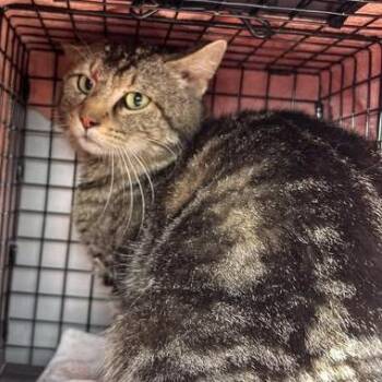 Domestic Short Hair Cats Available for Adoption in Bristol, Indiana - Wazowski | PetCurious