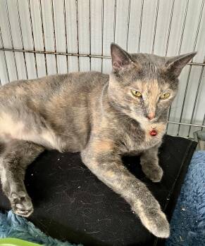 Sincere -  Domestic Short Hair Cat for Adoption in Parma, Ohio - Sincere | PetCurious
